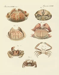 Verschiedene Arten von Garnelen und Krabben (Farbstich)