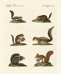 Verschiedene Arten von Eichhörnchen