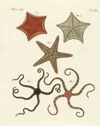 Verschiedene Arten von Seesternen