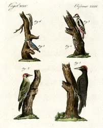 Verschiedene Arten von Spechten