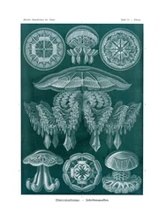 Discomedusae