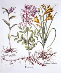 Diptam, Weißes Waldvöglein und Gelbe Taglilie, aus Hortus Eystettensis, von Basil Besler, 1613