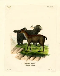 Hausziege