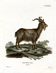 Hausziege