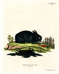 Hauskaninchen