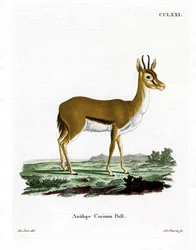 Dorcasgazelle