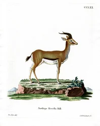 Dorkasgazelle