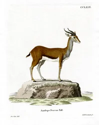Dorkasgazelle