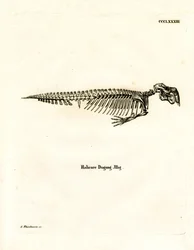 Dugong-Skelett
