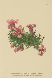 Zwerg-Seifenkraut