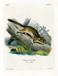 Östliches Streifenhörnchen