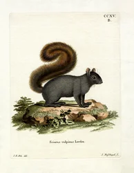 Östliches Fuchshörnchen