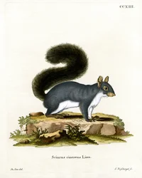 Östliches Grauhörnchen
