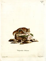 Östliche Rote Fledermaus