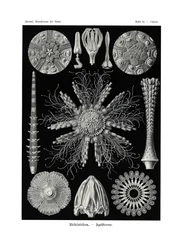 Echinidea