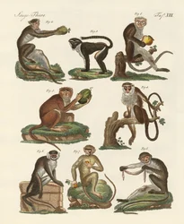 Acht Arten von Meerkatzen