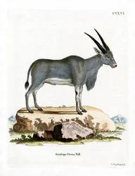 Eland-Antilope