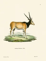 Elenantilope