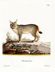 Eurasischer Luchs