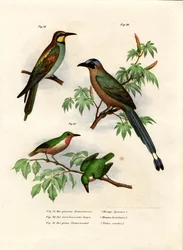 Bienenfresser, 1864