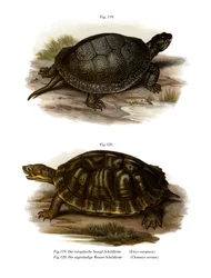 Europäische Sumpfschildkröte