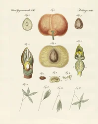 Evolution und Fortpflanzung von Pflanzen und Schlaf der Blätter