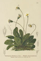 Falsche Aster (Bellidiastrum michellii)