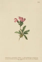Farnblättriges Läusekraut (Pedicularis asplenifolia)