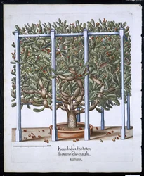 Ficus Indica Eystten aus Hortus Eystettensis von Basil Besler (1561-1629), veröffentlicht 1613