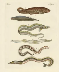 Fische