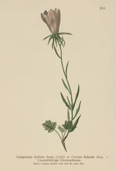 Leinblättrige Glockenblume
