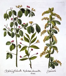 Fliegen-Geißblatt und Weißdorn, aus Hortus Eystettensis, von Basil Besler, veröffentlicht 1613