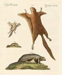 Fliegende Eichhörnchen