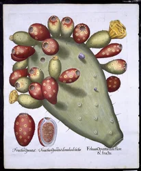 Folium Opuntia aus Hortus Eystettensis von Basil Besler (1561-1629), veröffentlicht 1613