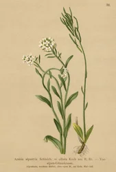 Vorland-Gänsekresse (Arabis alpestris, Arabis ciliata)