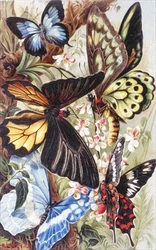 Ausländische Schmetterlinge, Tafel aus "Brehms Tierleben: Allgemeine Kunde des Tierreichs", Bd. 9, S. 370, veröffentlicht vom Bibliographischen Institut