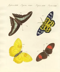Fremde Schmetterlinge