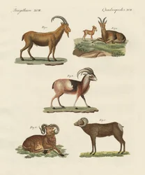 Vierfüßige Tiere