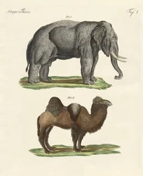 Vierfüßige Tiere