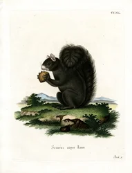 Fuchshörnchen