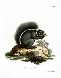 Fuchshörnchen