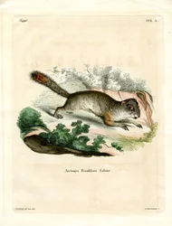 Franklins Ziesel