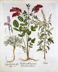 Französische Geißblatt, Gemeiner Esparsette und Feder-Geranie, aus Hortus Eystettensis, von Basil Besler, veröffentlicht 1613