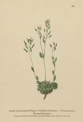 Kälte-Hungerblümchen