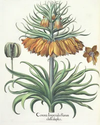 Kaiserkronen: Corona Imperialis florum classe duplici, aus dem Hortus Eystettensis von Basil Besler, veröffentlicht 1613