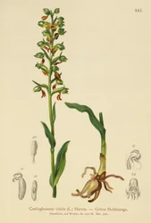 Frosch-Knabenkraut