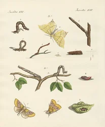 Deutsche Phalaena-Motten (kolorierte Gravur)