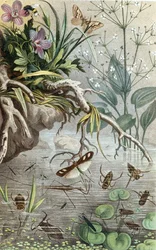 Deutsche Wasserwanzen und Wasserläufer, Tafel aus "Brehms Tierleben: Allgemeine Kunde des Tierreichs", Bd.9, S.33, veröffentlicht vom Bibliographischen Institut