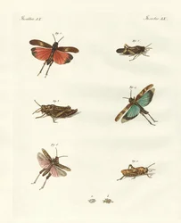 Deutsche Heuschrecken