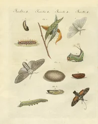 Deutsche Nachtfalter